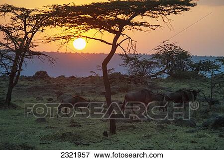 Kenya, Maasai Mara, Wildebeest walking across grass in Maasai Mara National Reserve at sunset View Large Photo Image Stock Photo - Kenya, Maasai Mara, Wildebeest walking across grass in Maasai Mara National Reserve at sunset. Fotosearch