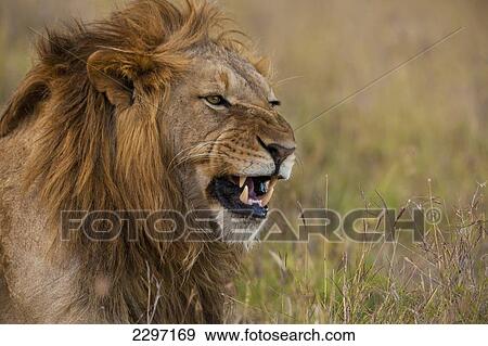 Kenya, Male lion snarling in Ol Pejeta Conservancy; Laikipia Country View Large Photo Image Stock Photo - Kenya, Male lion snarling in Ol Pejeta Conservancy; Laikipia Country. Fotosearch