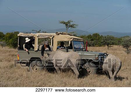 Kenya, Ol Pejeta Conservancy; Laikipia Country, Tourists in 4x4 looking at Southern White Rhino with baby in special rhino sanctuary View Large Photo Image Stock Photo - Kenya, Ol Pejeta Conservancy; Laikipia Country, Tourists in 4x4 looking at Southern White Rhino with baby in special rhino sanctuary. Fotosearch