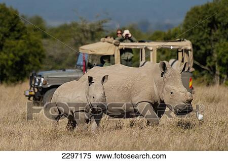 Stock Photography - Kenya, Ol Pejeta Conservancy; Laikipia Country, Tourists in 4x4 looking at Southern White Rhino with baby in special rhino sanctuary. Fotosearch