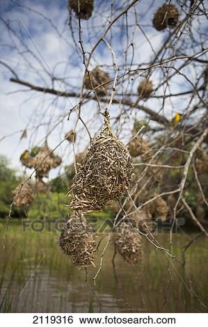Kenya, Rift Valley, Close-up of bird's nest; Lake Baringo View Large Photo Image Stock Photograph - Kenya, Rift Valley, Close-up of bird's nest; Lake Baringo. Fotosearch