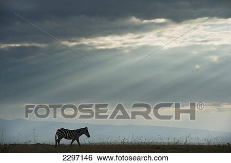Kenya, Side view of zebra in Ol Pejeta Conservancy; Laikipia County View Large Photo Image Stock Photograph - Kenya, Side view of zebra in Ol Pejeta Conservancy; Laikipia County. Fotosearch