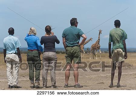 Kenya, Tourists and guides watching giraffes on walking safari in Ol Pejeta Conservancy; Laikipia County View Large Photo Image Stock Photograph - Kenya, Tourists and guides watching giraffes on walking safari in Ol Pejeta Conservancy; Laikipia County. Fotosearch