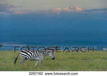 Kenya, Zebras on grassy hill in front of Mt Kenya at dusk in Ol Pejeta Conservancy; Laikipia County View Large Photo Image Stock Image - Kenya, Zebras on grassy hill in front of Mt Kenya at dusk in Ol Pejeta Conservancy; Laikipia County. Fotosearch