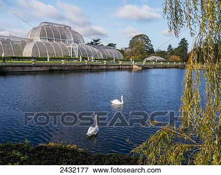 Kew Gardens Palm House and swans in the pond; London, England View Large Photo Image Stock Photo - Kew Gardens Palm House and swans in the pond; London, England. Fotosearch