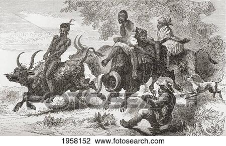 Stock Image - Khoisan Natives Riding Pack Oxen In Africa In The 19Th Century. From Africa By Keith Johnston, Published 1884.. Fotosearch