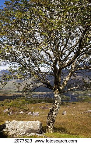 Killarney National Park Near Ladies View County Kerry Ireland