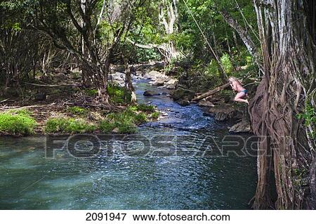 Kipu Falls Is A Secret Swimming Hole; Kauai Hawaii Usa View Large Photo Image Stock Photo - Kipu Falls Is A Secret Swimming Hole; Kauai Hawaii Usa. Fotosearch