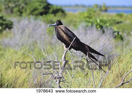 Stock Image - Kiribati, Great Frigate Bird (Fregata Minor), Perched Female.. Fotosearch