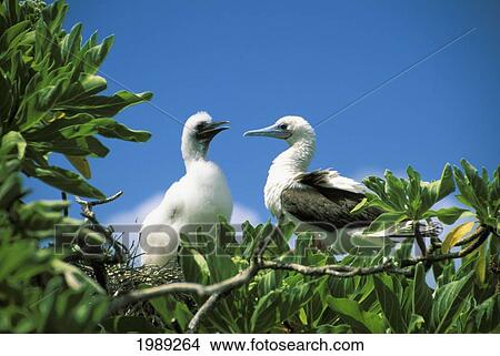 Picture - Kiribati, Kiritimati (Christmas Island), Red Footed Boobie And Chick In Tree.. Fotosearch