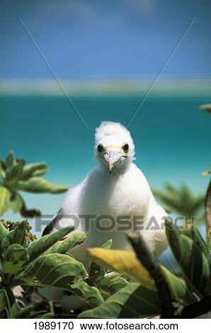 Stock Image - Kiribati, Kiritimati (Christmas Island), Close-Up Of Juvenile Frigate In A Tree.. Fotosearch