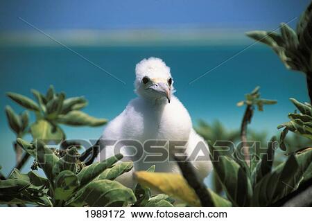 Stock Image - Kiribati, Kiritimati (Christmas Island), Close-Up Of Juvenile Frigate In A Tree.. Fotosearch