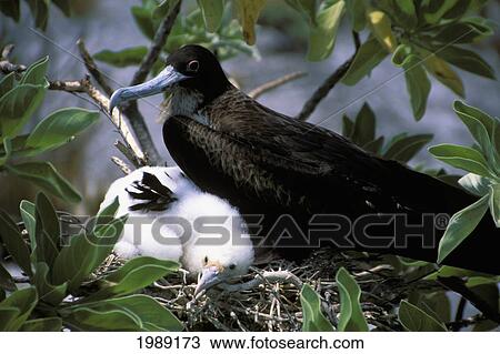 Stock Image - Kiribati, Kiritimati (Christmas Island), Close-Up Of Juvenile Frigate With Mother In Nest.. Fotosearch