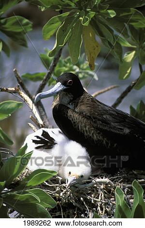 Stock Image - Kiribati, Kiritimati (Christmas Island), Close-Up Of Juvenile Frigate With Mother In Nest.. Fotosearch
