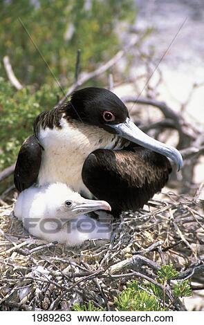 Stock Image - Kiribati, Kiritimati (Christmas Island), Close-Up Of Juvenile Frigate With Mother In Nest.. Fotosearch