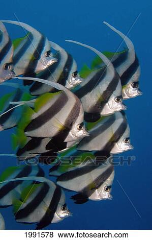 Stock Photo - Kiribati, Kiritimati (Christmas Island), Pennant Butterflyfish, School, Heniochus Diphreutes [For Use Up To 13X20 Only]. Fotosearch