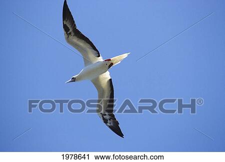 Kiribati, Red-Footed Booby (Sula Sula Rubripes) Adult Flying. View Large Photo Image Stock Image - Kiribati, Red-Footed Booby (Sula Sula Rubripes) Adult Flying.. Fotosearch