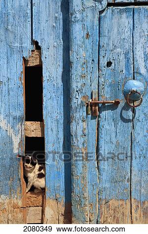 Stock Photo - Kitten Sitting In Opening Of A Dilapidated Door; Kairouan, Tunisia, North Africa. Fotosearch