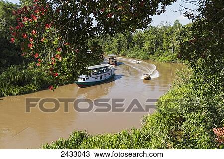 Klotok river boat on the Sekonyer River, Tanjung Puting National Park, Central Kalimantan, Borneo, Indonesia View Large Photo Image Stock Image - Klotok river boat on the Sekonyer River, Tanjung Puting National Park, Central Kalimantan, Borneo, Indonesia. Fotosearch