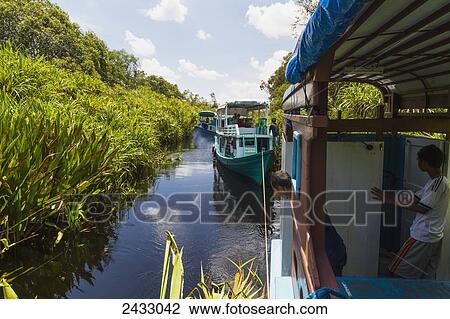 Klotok river boats on the Sekonyer River, Tanjung Puting National Park, Central Kalimantan, Borneo, Indonesia View Large Photo Image Stock Image - Klotok river boats on the Sekonyer River, Tanjung Puting National Park, Central Kalimantan, Borneo, Indonesia. Fotosearch
