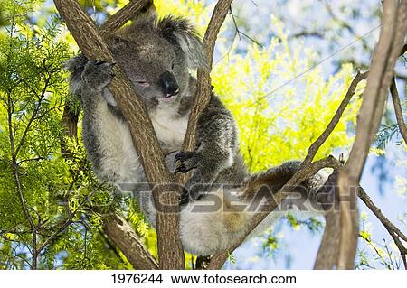 Koala Bear (Phascolarctos Cinereus) Napping In Small Tree; Australia View Large Photo Image Picture - Koala Bear (Phascolarctos Cinereus) Napping In Small Tree; Australia. Fotosearch