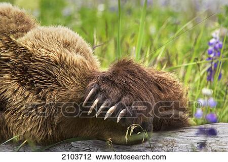 Stock Image - Kodiak Brown Bear Sleeping On A Log With It's Claws Showing At Lake Clarke National Park; Alaska United States Of America. Fotosearch