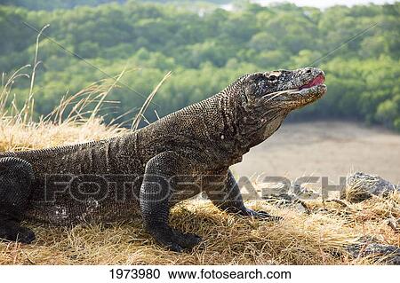 Stock Image - Komodo Dragon National Park; Indonesia, Komodo Dragon (Varanus Komodoensis). Fotosearch