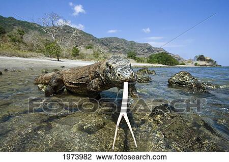 Komodo Dragon National Park; Indonesia, Komodo Dragon (Varanus Komodoensis) View Large Photo Image Stock Image - Komodo Dragon National Park; Indonesia, Komodo Dragon (Varanus Komodoensis). Fotosearch