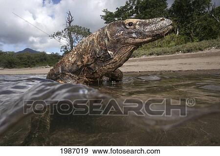 Stock Photo - Komodo Dragon National Park; Indonesia, Split view of Komodo Dragon in shallow water. Fotosearch