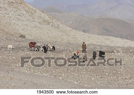 Stock Image - Kuchi Nomad And His Donkeys On The Kabul To Sarobi Road, Kabul Province, Afghanistan. Fotosearch