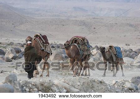 Kuchi Nomad Walks With His Camels Along The Shores Of The Kabul River, Kabul Province, Afghanistan View Large Photo Image Stock Image - Kuchi Nomad Walks With His Camels Along The Shores Of The Kabul River, Kabul Province, Afghanistan. Fotosearch