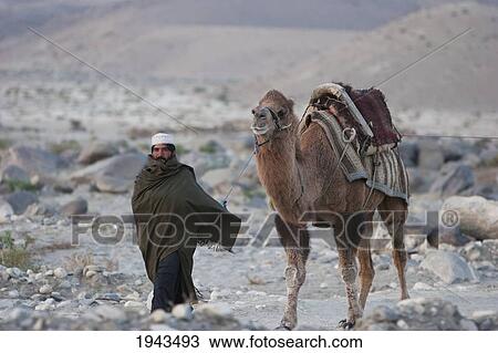 Stock Image - Kuchi Nomad Walks With His Camels Along The Shores Of The Kabul River, Kabul Province, Afghanistan. Fotosearch