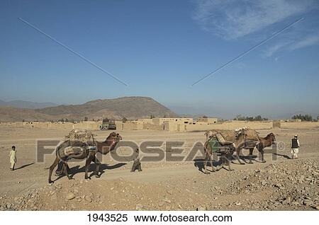 Stock Photography - Kuchi Nomads And Their Camels On The Torkham To Jalalabad Road, Nangarhar Province, Afghanistan. Fotosearch