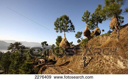 Kumaon Trek in Indian Himalayas; Uttarakhand, India View Large Photo Image Stock Photo - Kumaon Trek in Indian Himalayas; Uttarakhand, India. Fotosearch