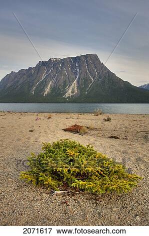 Stock Photo - Kusawa Lake Territorial Park, Yukon. Fotosearch