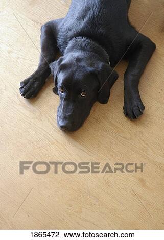 Labrador Retriever Lying On Floor View Large Photo Image Stock Image - Labrador Retriever Lying On Floor. Fotosearch