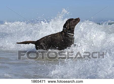Stock Image - Labrador Retriever Playing In Ocean Waves. Fotosearch
