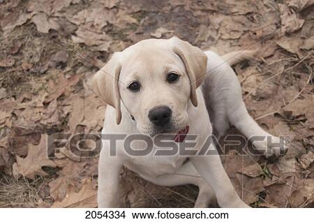 Picture - Labrador Retriever Puppy Sitting In Leaves; Ontario, Canada. Fotosearch