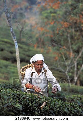 Stock Image - Lady Picking Tea In Darjeeling, West Bengal, India.. Fotosearch