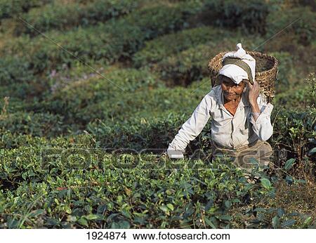 Picture - Lady Picking Tea. Fotosearch