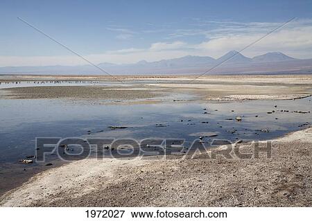 Stock Photo - Laguna Chaxa, Antofagasta Region, Chile. Fotosearch