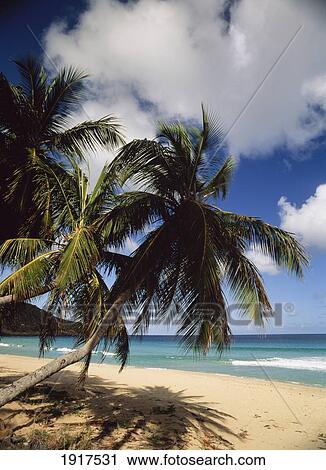 Stock Image - Lambert Bay. Fotosearch