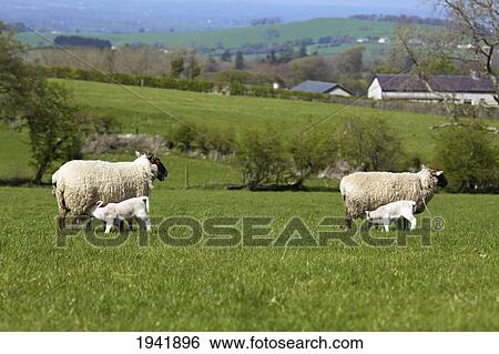 Lambs Getting Milk From The Sheep; County Dublin Ireland View Large Photo Image Stock Photograph - Lambs Getting Milk From The Sheep; County Dublin Ireland. Fotosearch