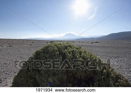 Picture - Lampaya (Lampaya Medicinalis), Amincha, Antofagasta Region, Chile. Fotosearch