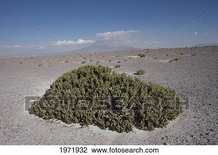 Lampaya (Lampaya Medicinalis), Amincha, Antofagasta Region, Chile View Large Photo Image Stock Image - Lampaya (Lampaya Medicinalis), Amincha, Antofagasta Region, Chile. Fotosearch