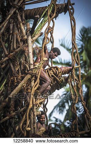 Land diver works to secure the diving platforms on the Pentecost Land diving tower; Pentecost Island, Vanuatu View Large Photo Image Stock Image - Land diver works to secure the diving platforms on the Pentecost Land diving tower; Pentecost Island, Vanuatu. Fotosearch