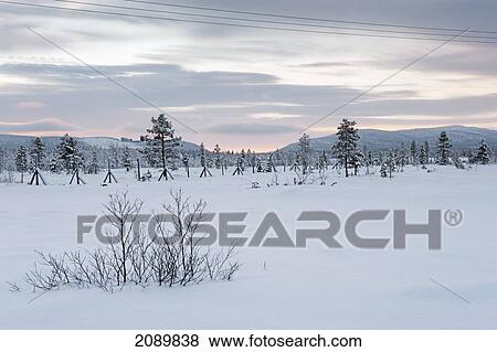 Landscape Covered With Snow, Levi, Lapland, Finland View Large Photo Image Stock Photo - Landscape Covered With Snow, Levi, Lapland, Finland. Fotosearch