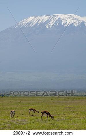 Stock Image - Landscape, Mt Kilimanjaro, Amboseli, Kenya. Fotosearch