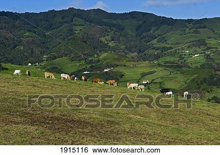 Landscape Of Santa Maria Island View Large Photo Image Stock Photograph - Landscape Of Santa Maria Island. Fotosearch