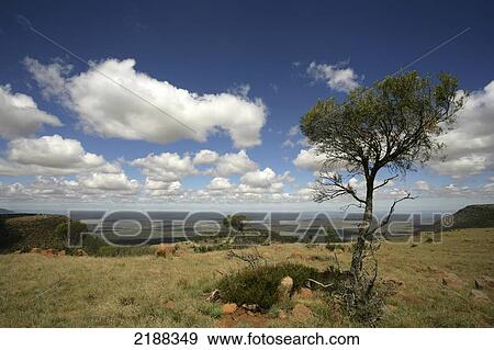 Landscape, Samara Private Game Reserve; South Africa View Large Photo Image Stock Photo - Landscape, Samara Private Game Reserve; South Africa. Fotosearch